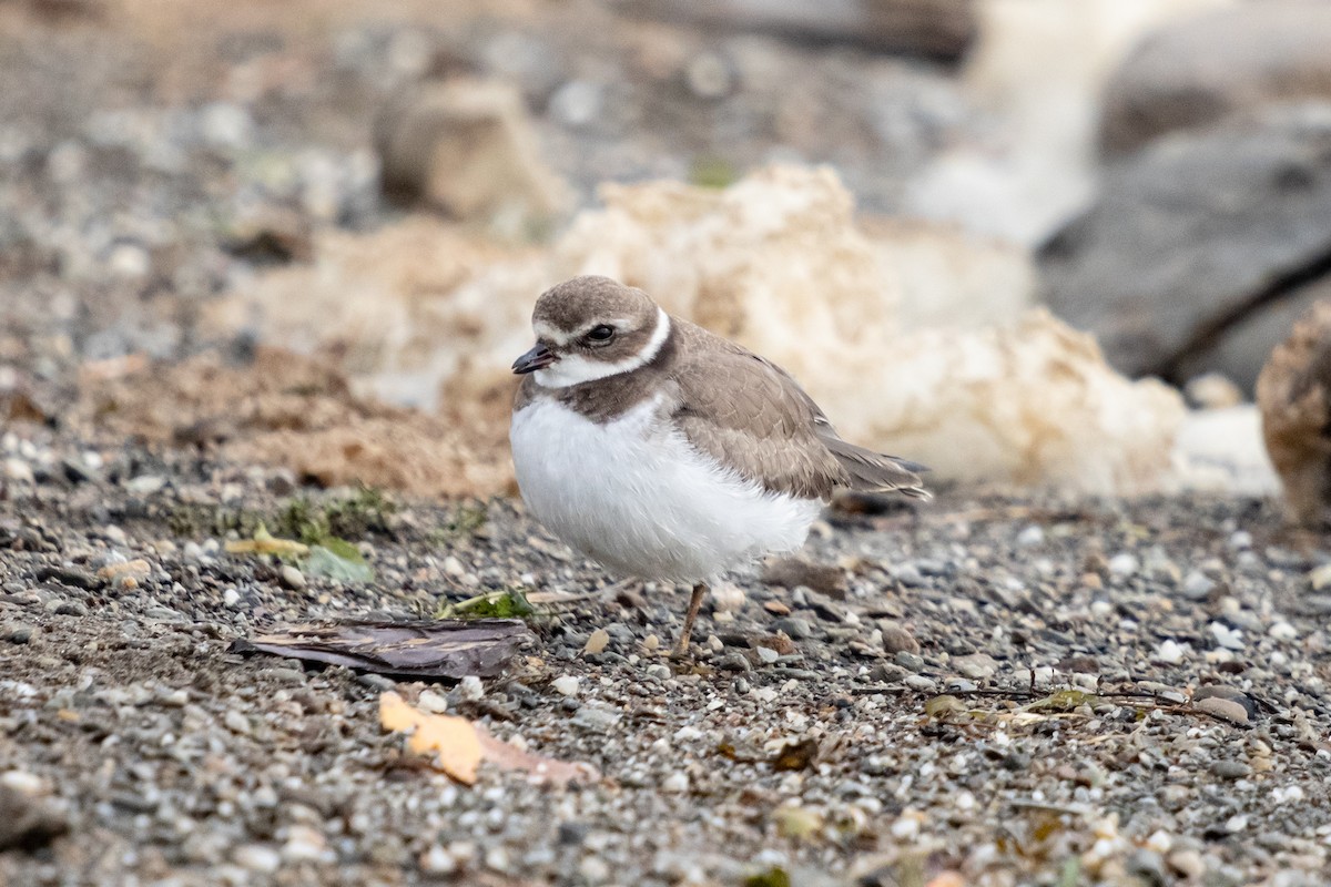 Semipalmated Plover - ML624149683