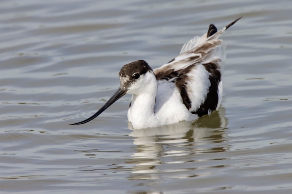 Pied Avocet - ML624149692