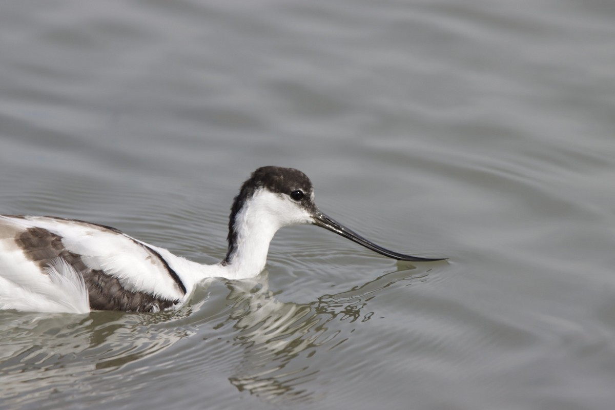 Pied Avocet - ML624149693