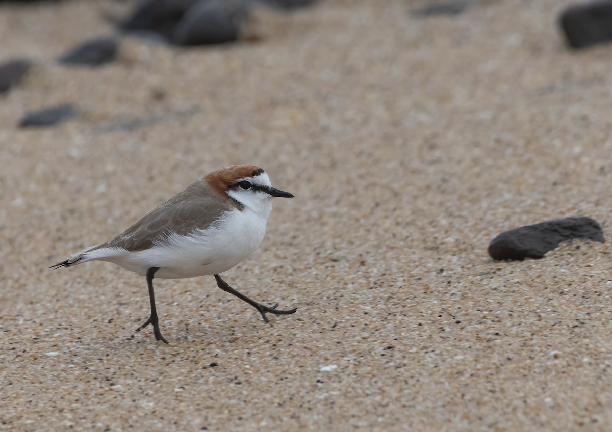 Red-capped Plover - ML624149698