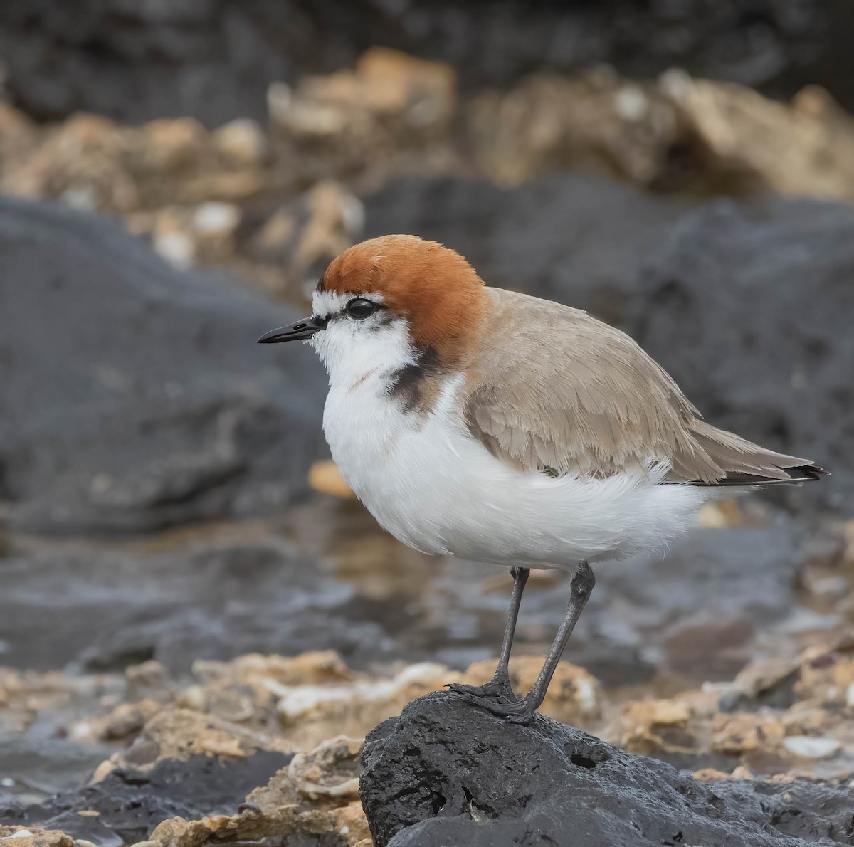 Red-capped Plover - ML624149699