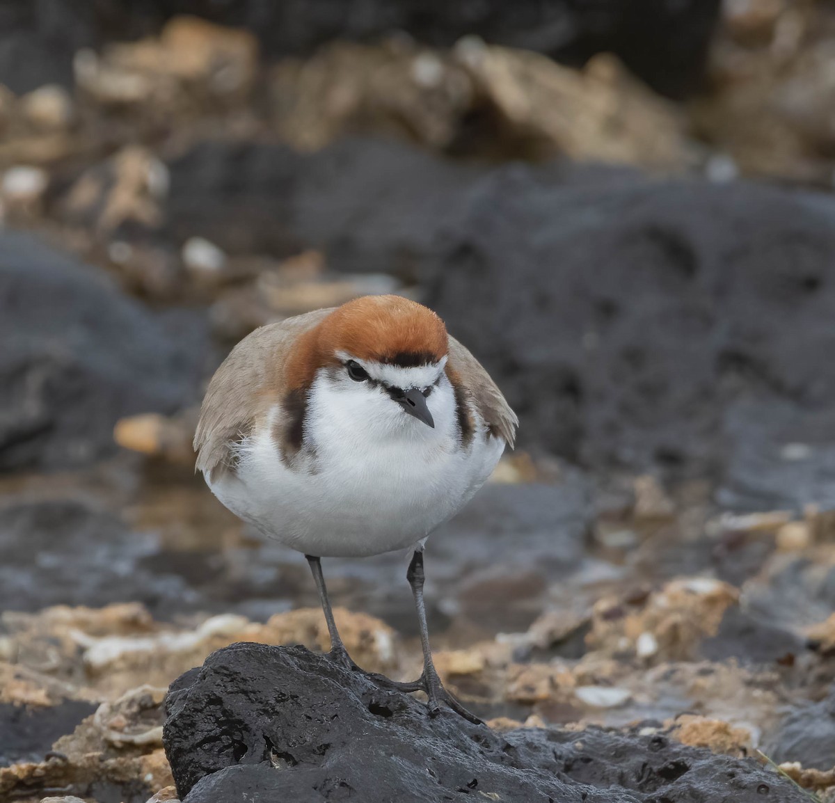 Red-capped Plover - ML624149701