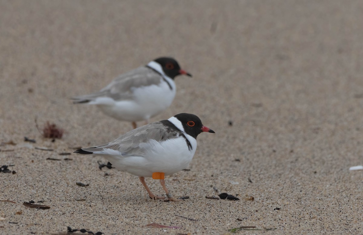 Hooded Plover - ML624149706