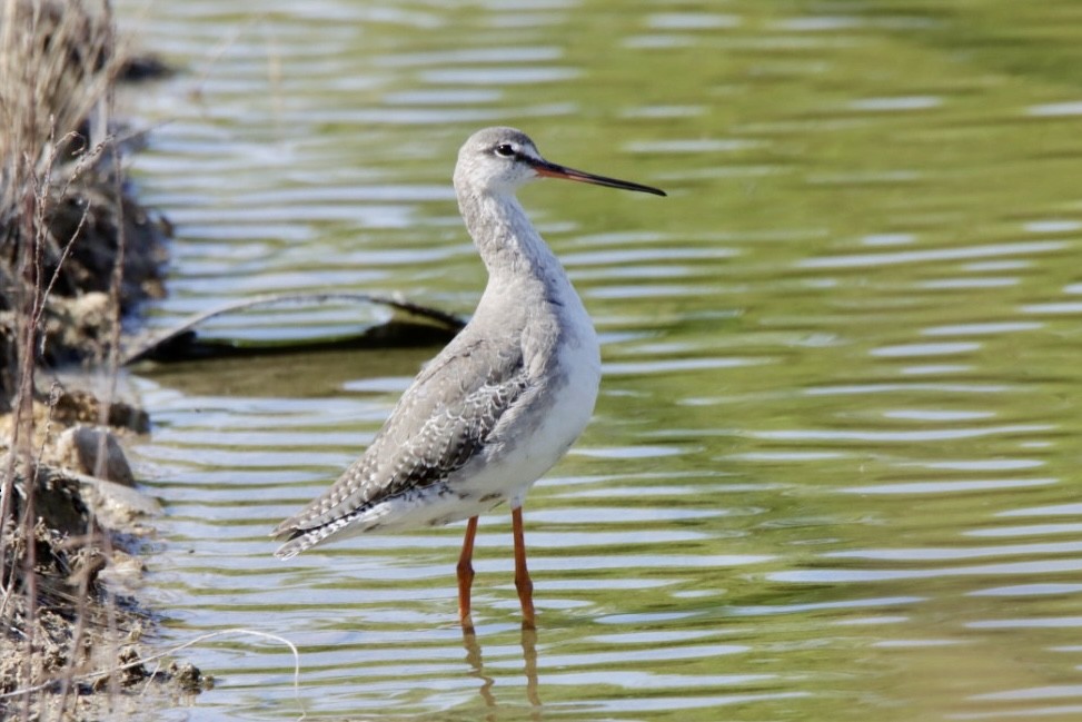 Spotted Redshank - ML624149708