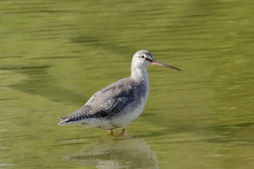 Spotted Redshank - ML624149709