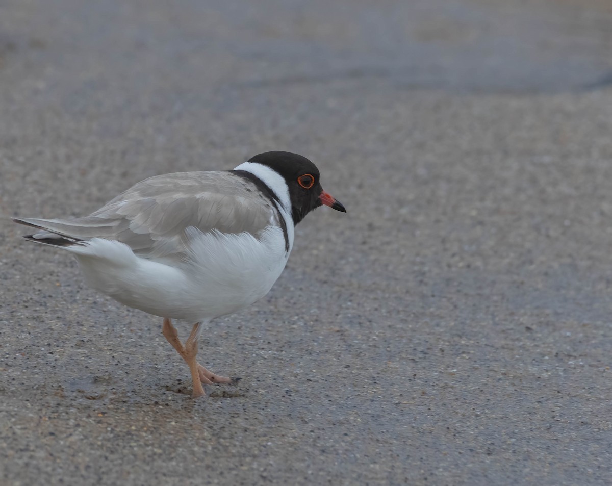 Hooded Plover - ML624149710