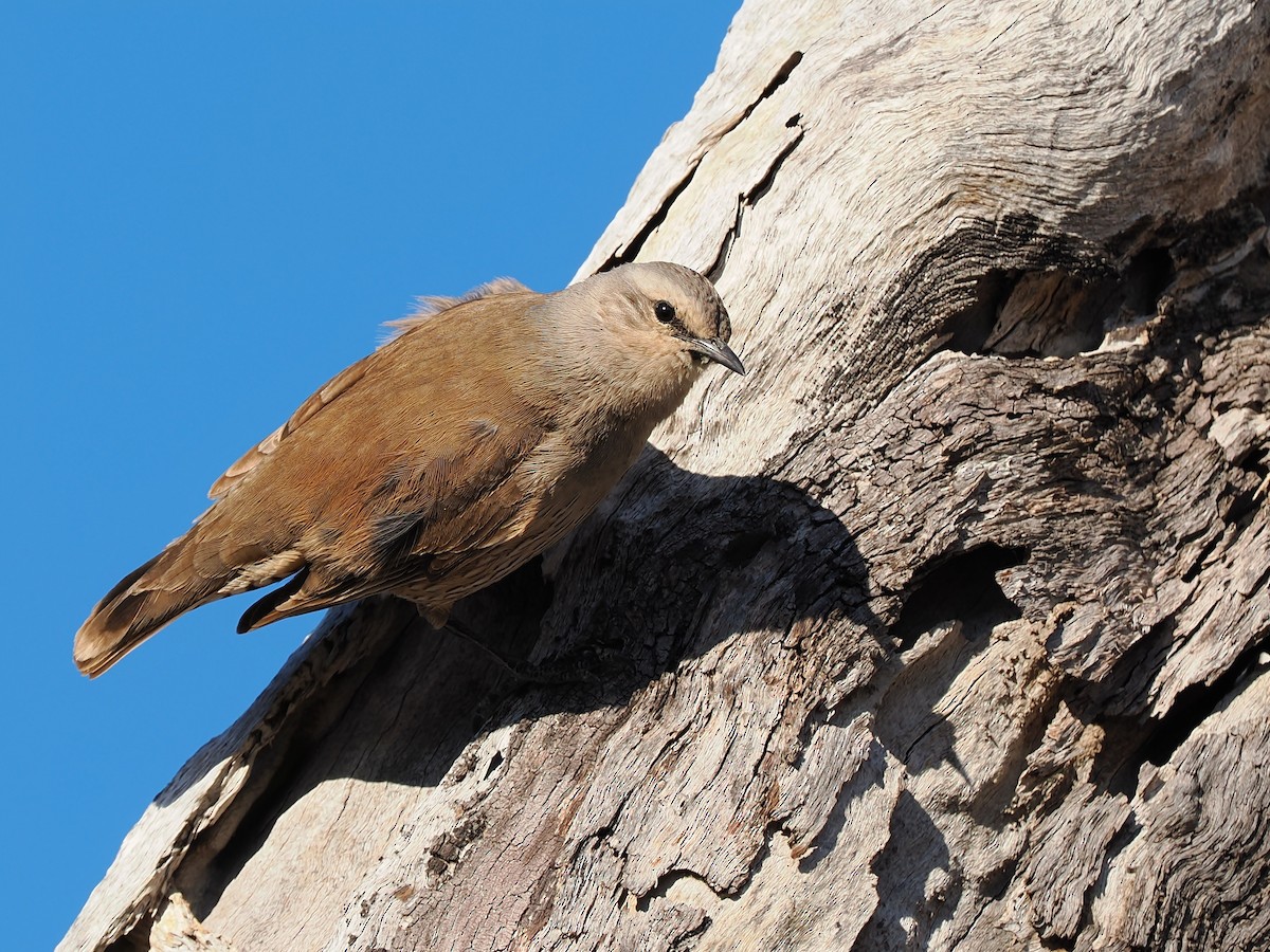 Brown Treecreeper - ML624149714