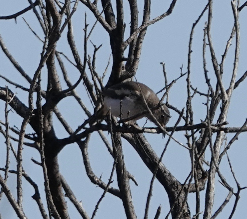 Pied Honeyeater - ML624149717