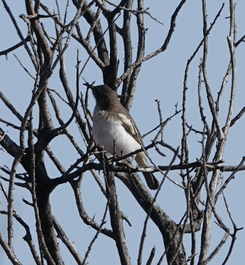 Pied Honeyeater - ML624149722