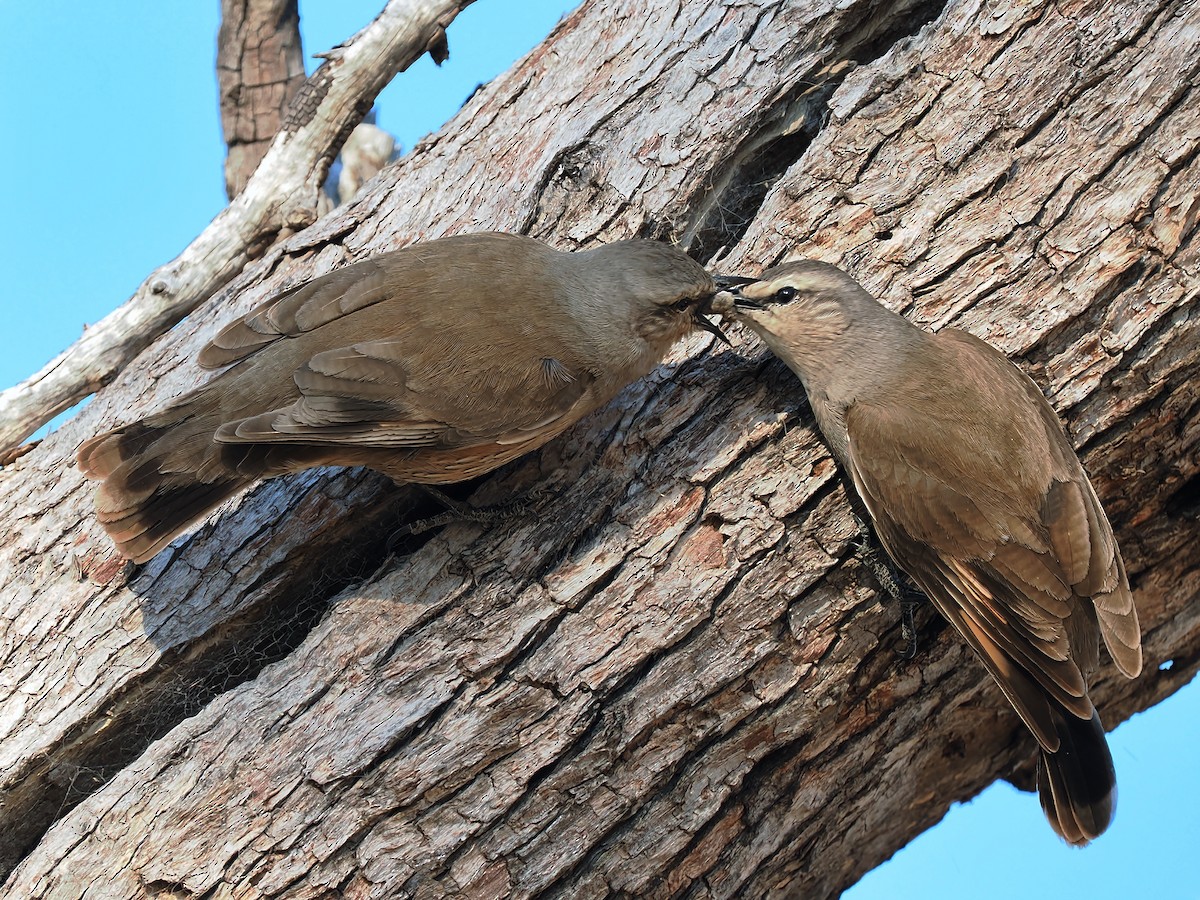 Brown Treecreeper - ML624149723