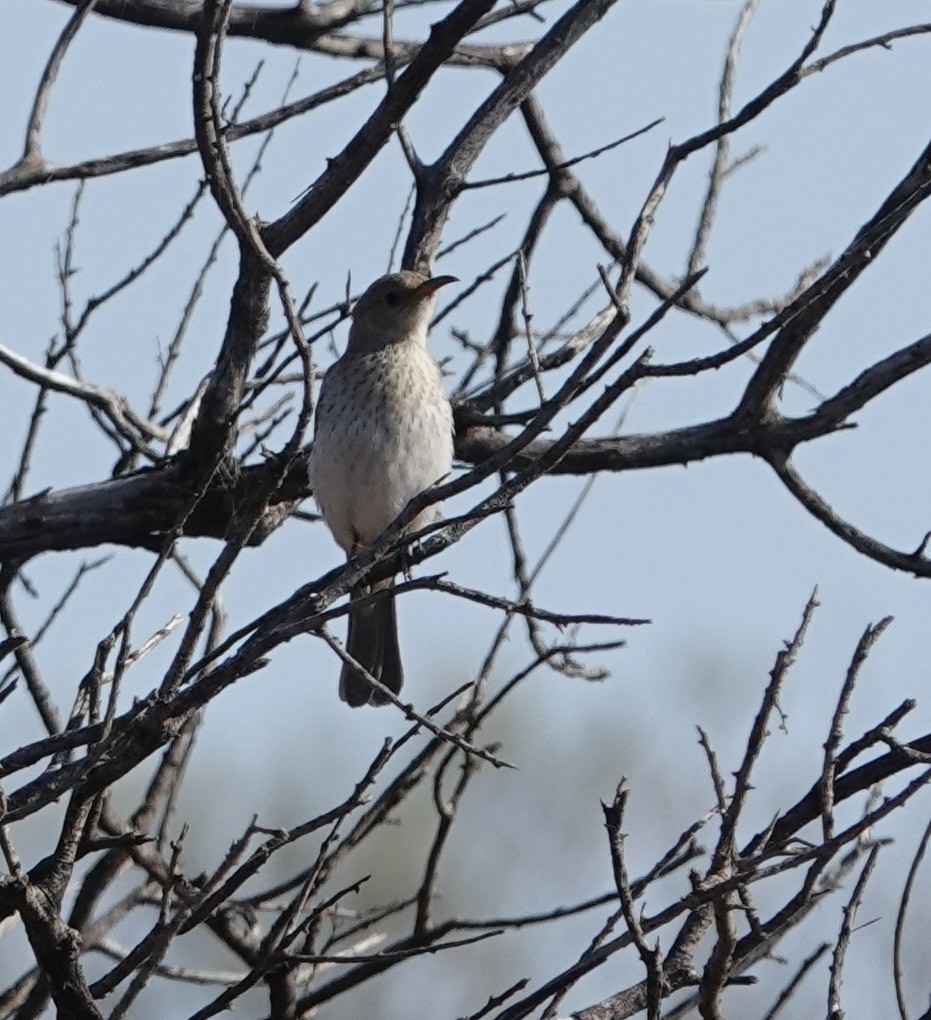 Pied Honeyeater - ML624149724