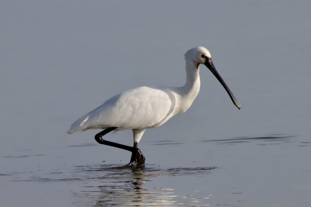 Eurasian Spoonbill - ML624149725