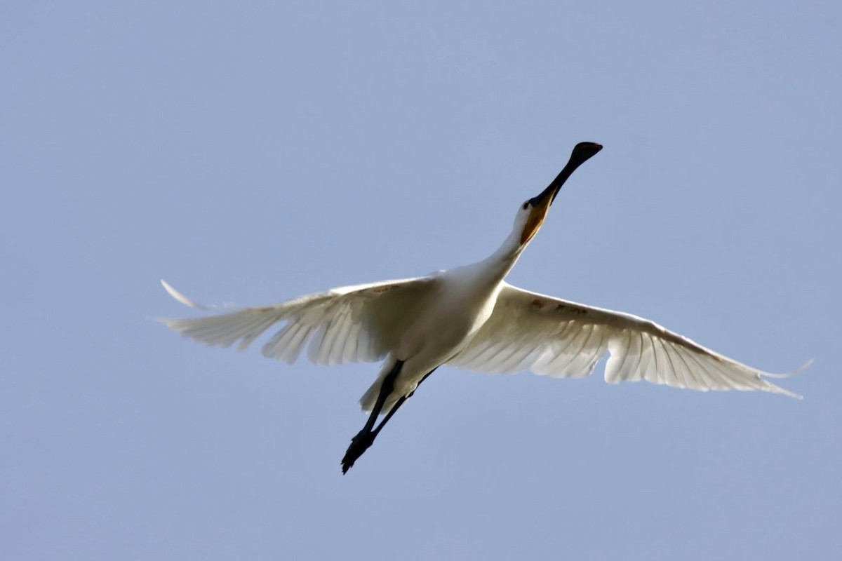 Eurasian Spoonbill - ML624149726