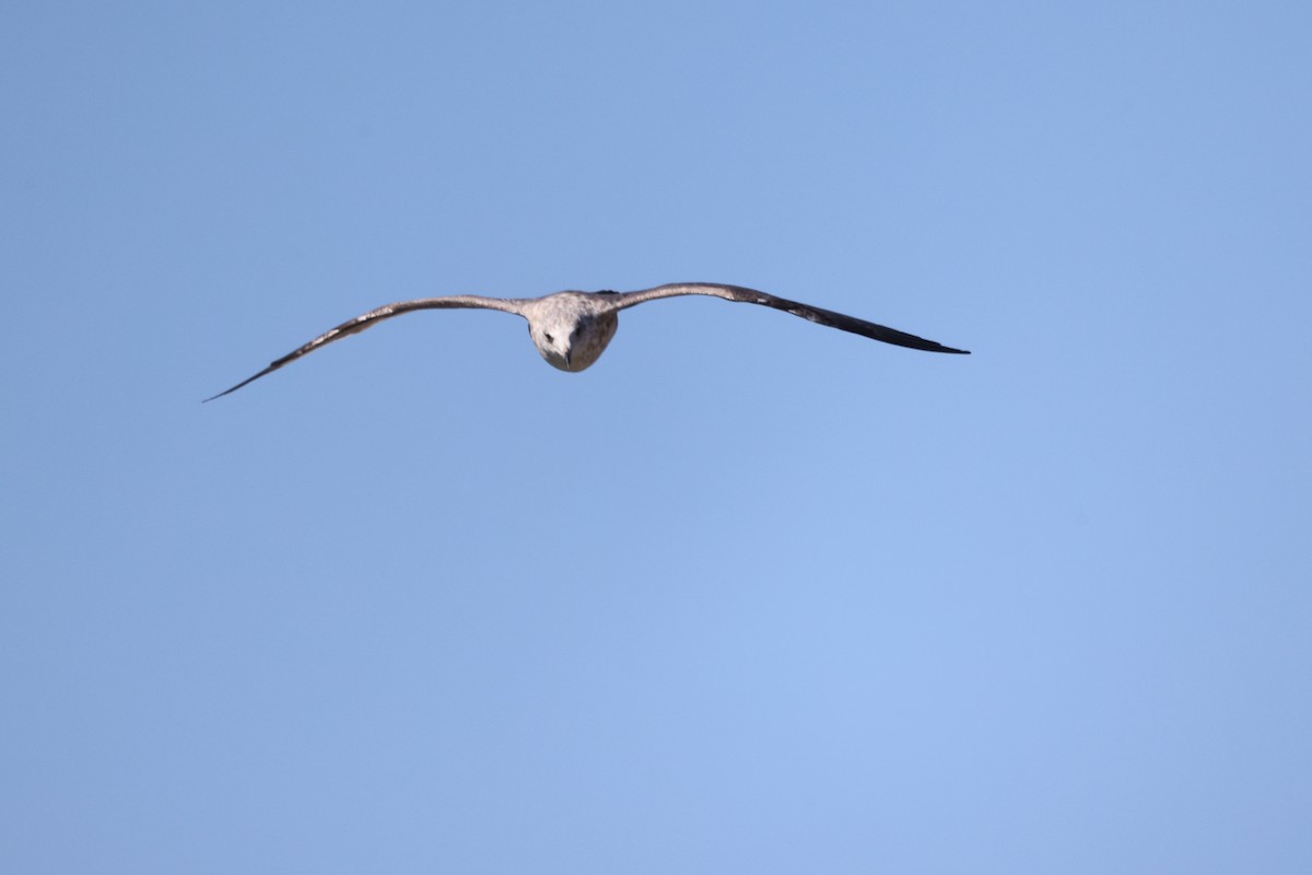 Black-tailed Gull - ML624149727