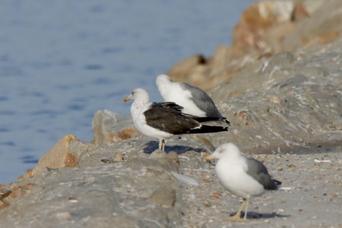 Lesser Black-backed Gull - ML624149728