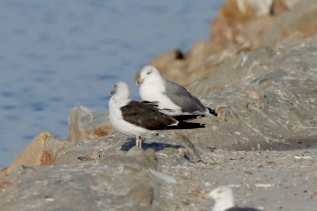 Lesser Black-backed Gull - ML624149729