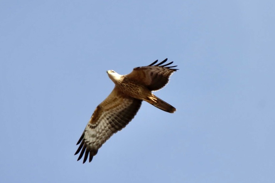 European Honey-buzzard - ML624149731