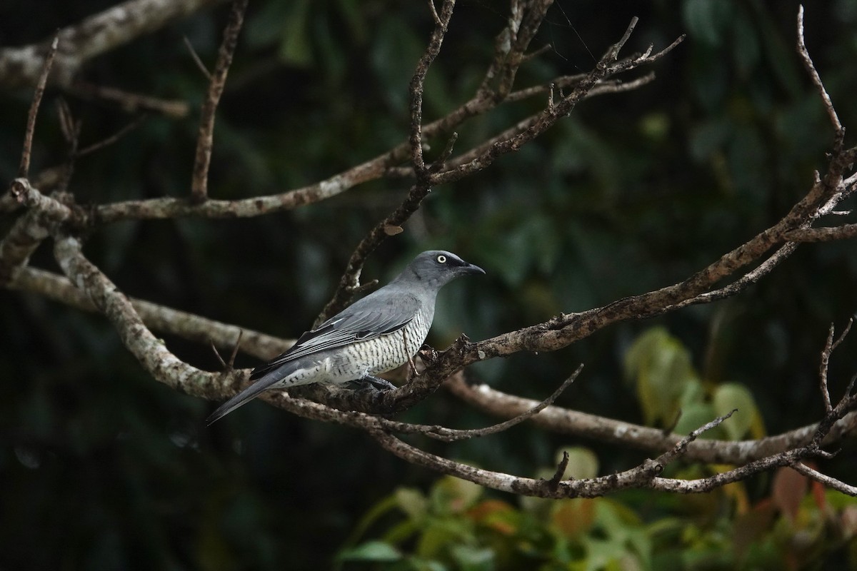 Barred Cuckooshrike - ML624149737