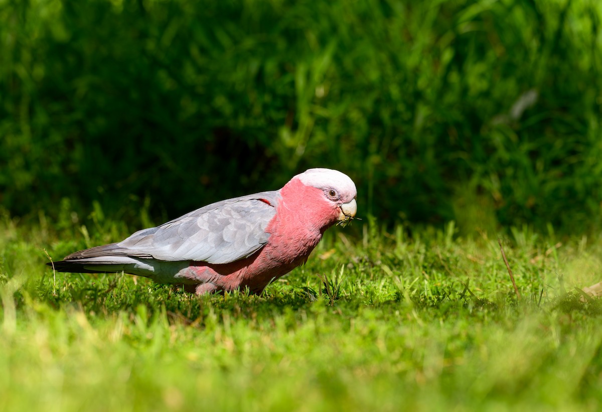 Cacatúa Galah - ML624149742