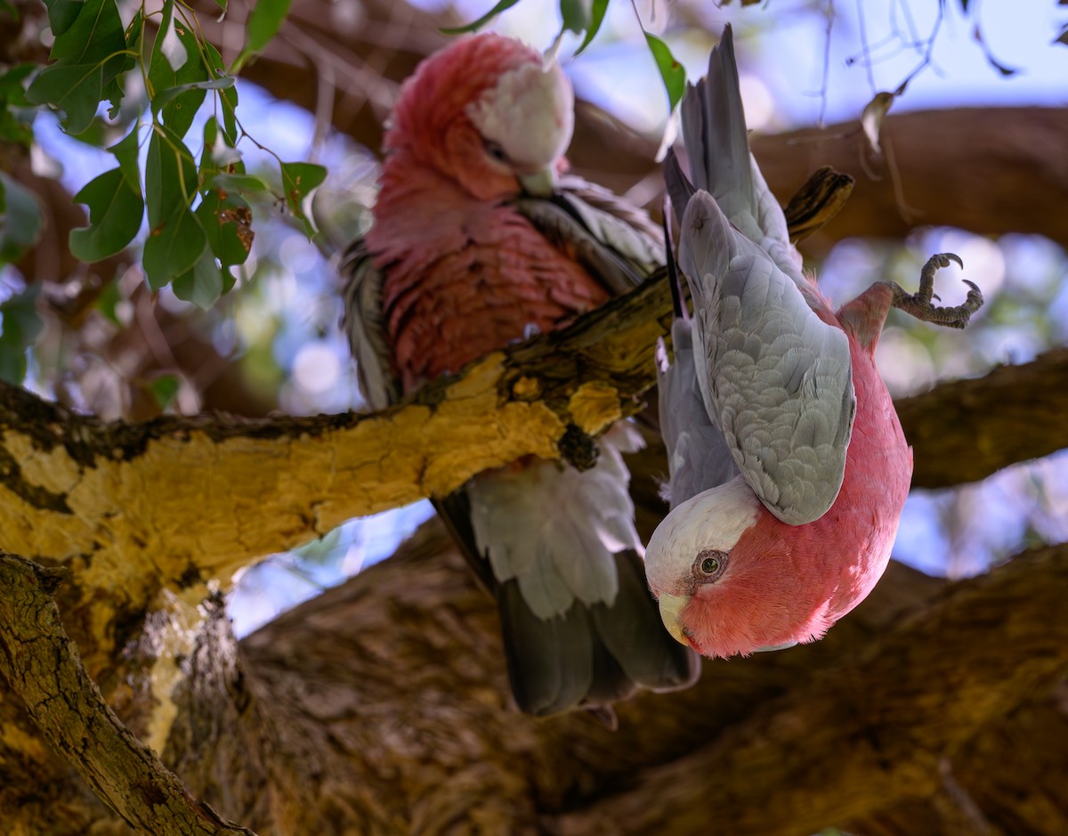 Cacatúa Galah - ML624149743