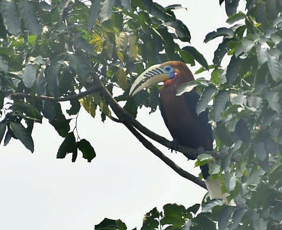 Rufous-necked Hornbill - ML624149748