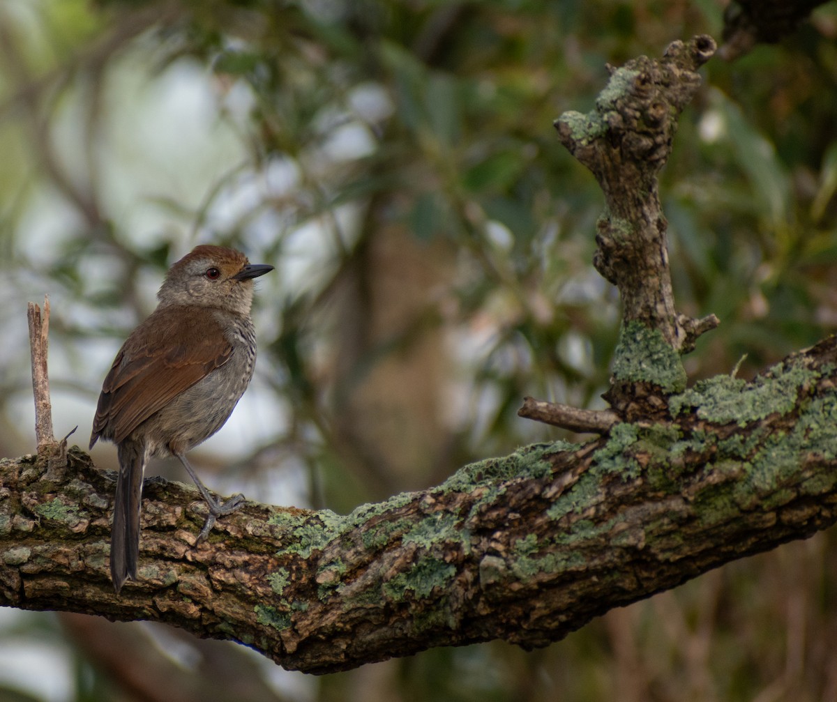 Rufous-capped Antshrike - ML624149749