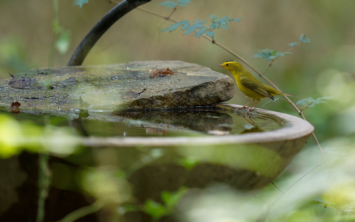 Wilson's Warbler - KMJ Bird