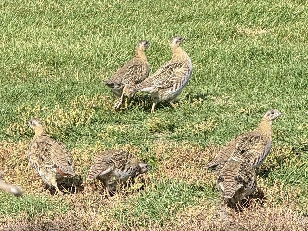 Gray Partridge - ML624149755