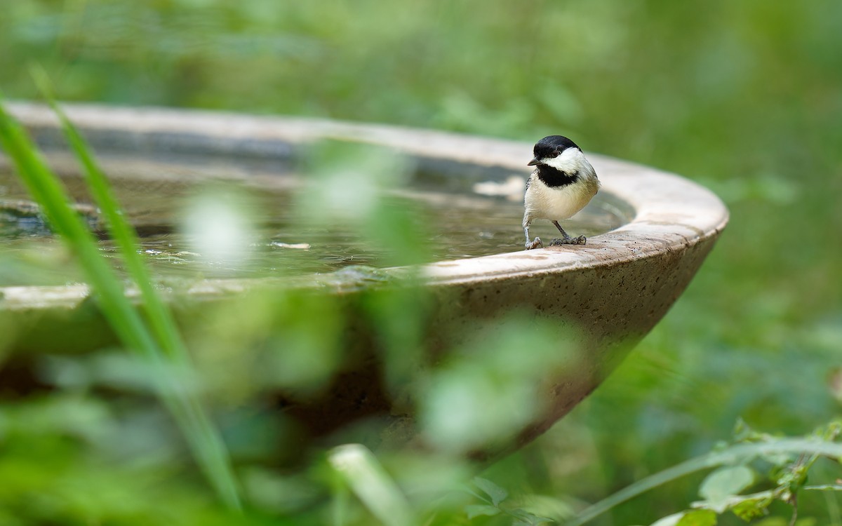 Carolina Chickadee - ML624149757