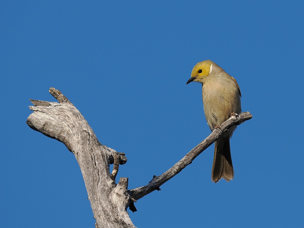 White-plumed Honeyeater - ML624149758