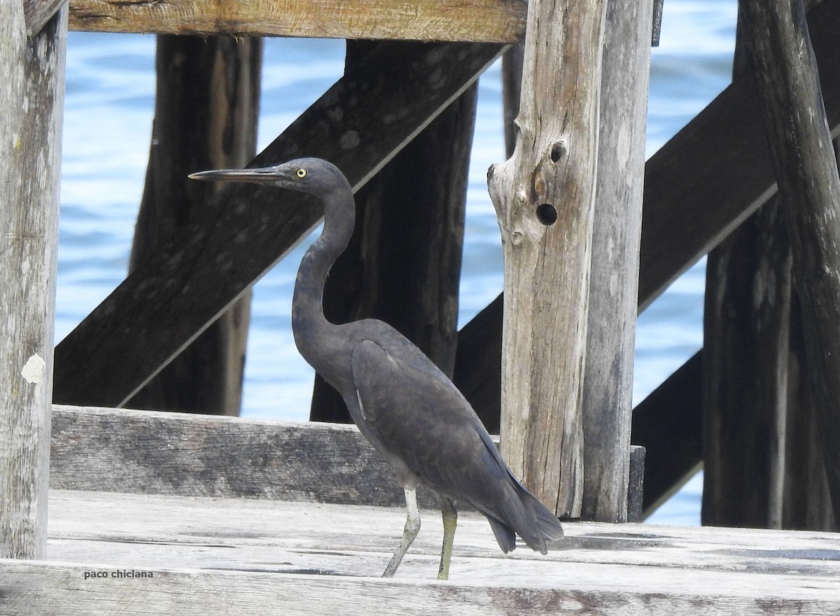 Pacific Reef-Heron - ML624149760