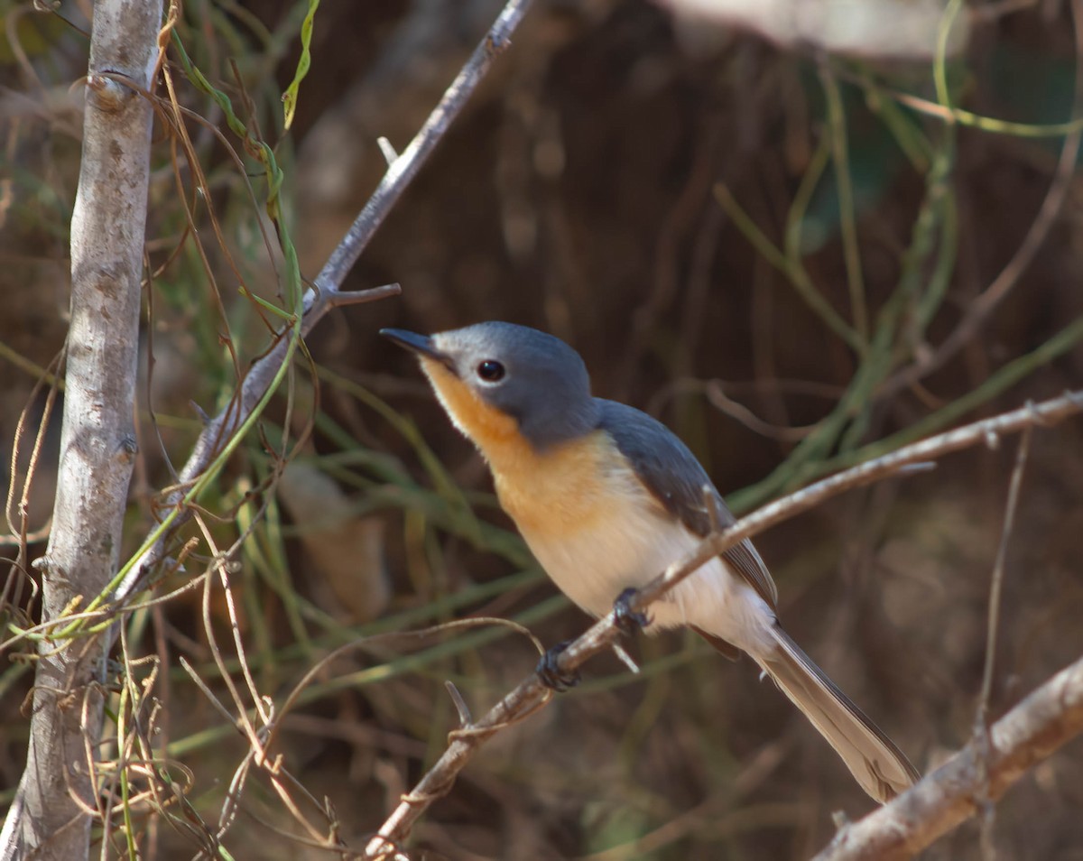 Broad-billed Flycatcher - ML624149762