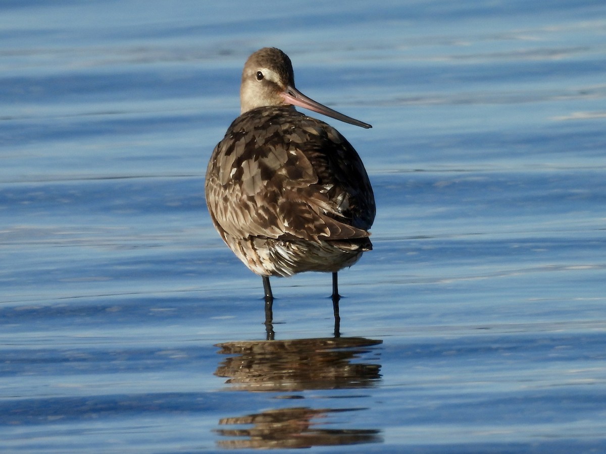 Hudsonian Godwit - ML624149763