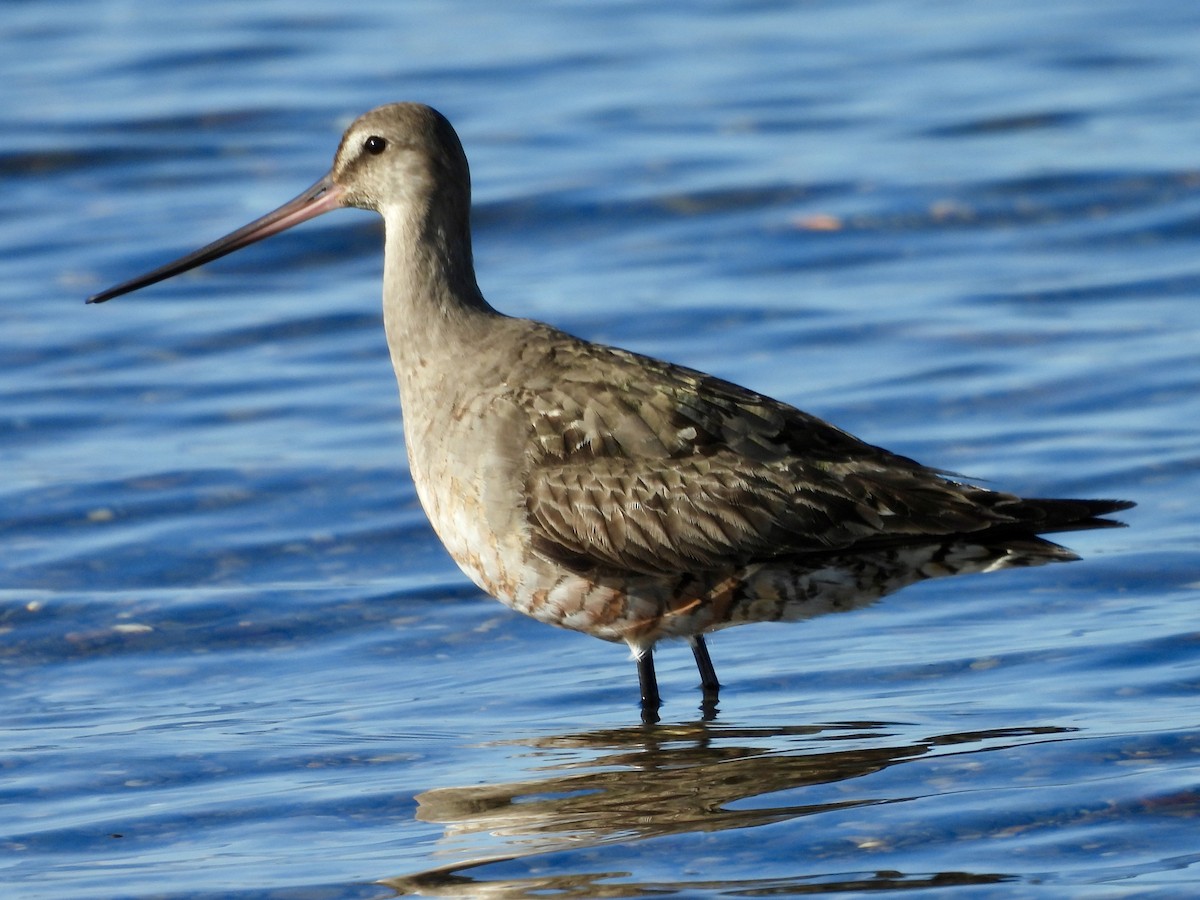 Hudsonian Godwit - ML624149764