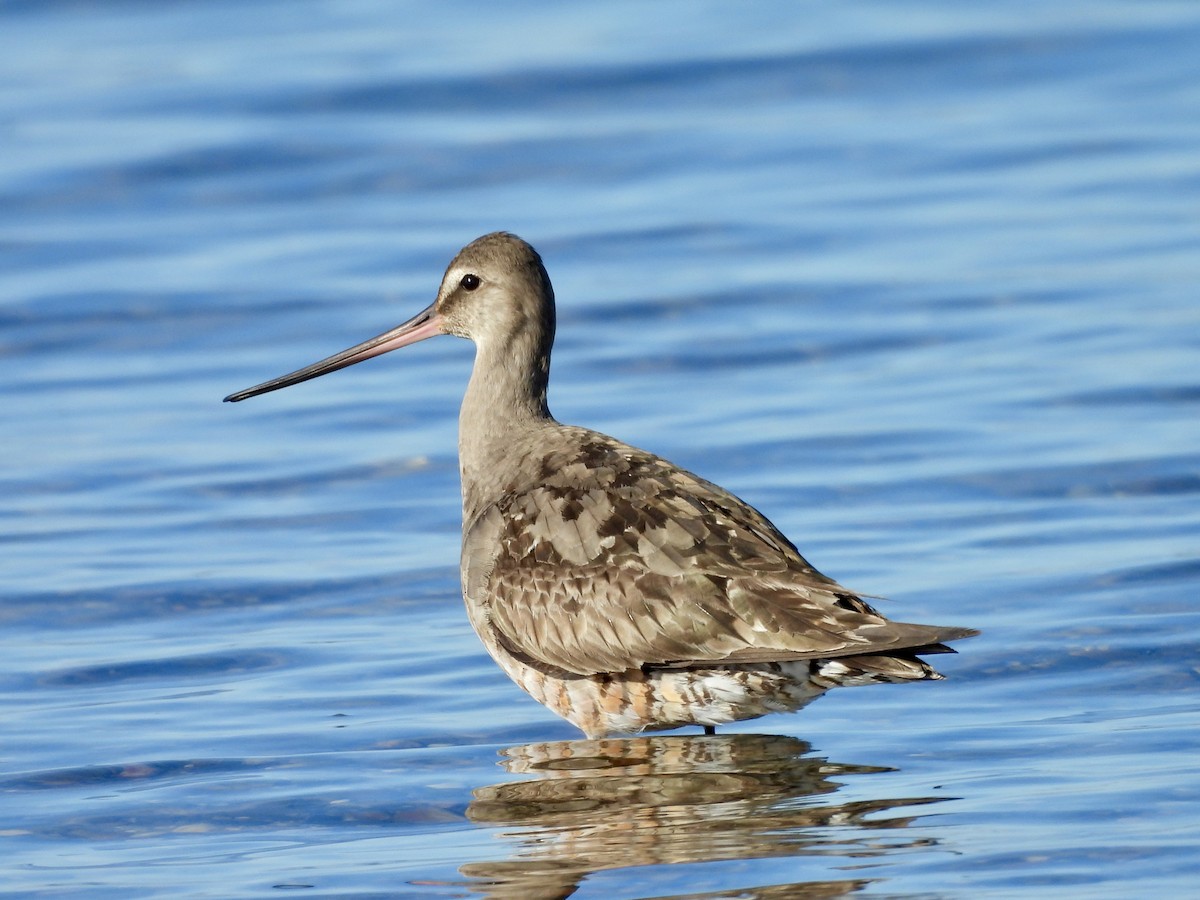 Hudsonian Godwit - Louise Duguay