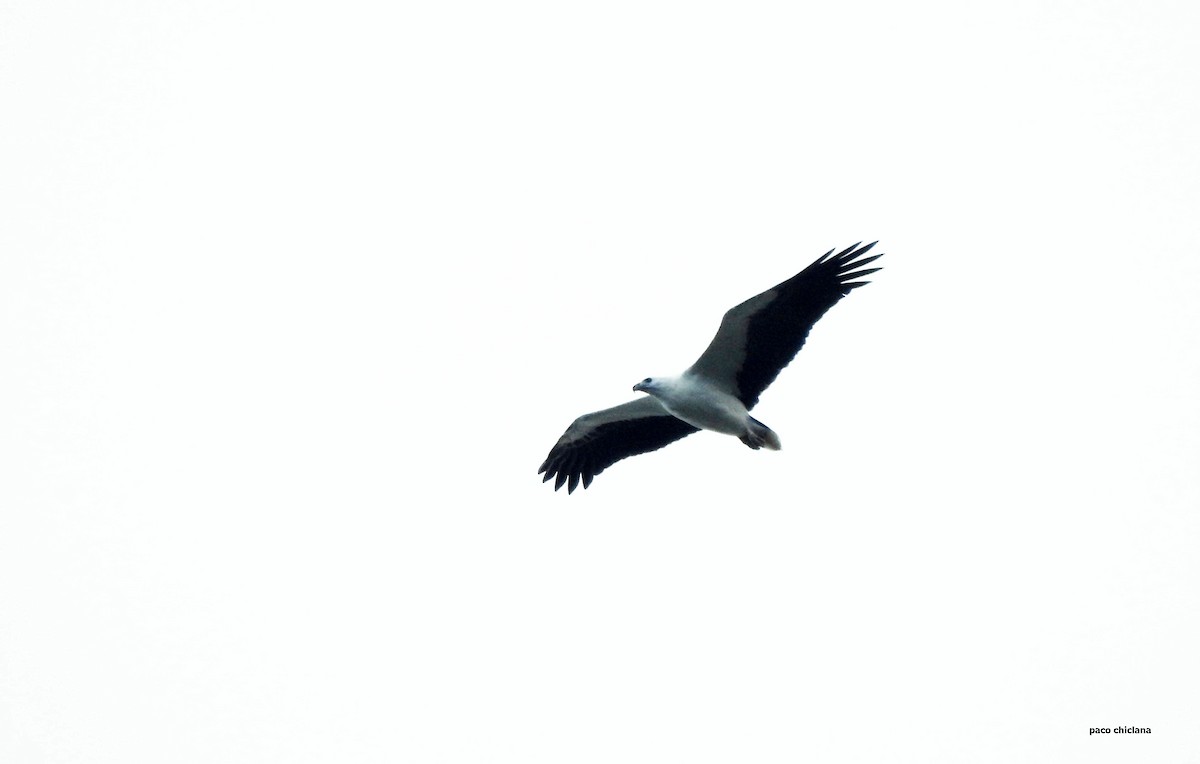 White-bellied Sea-Eagle - ML624149768