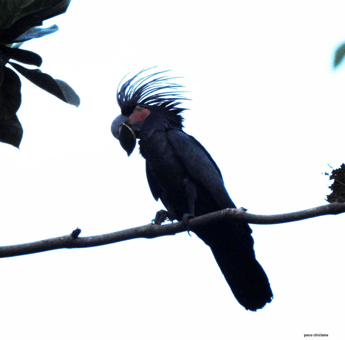 Palm Cockatoo - ML624149770