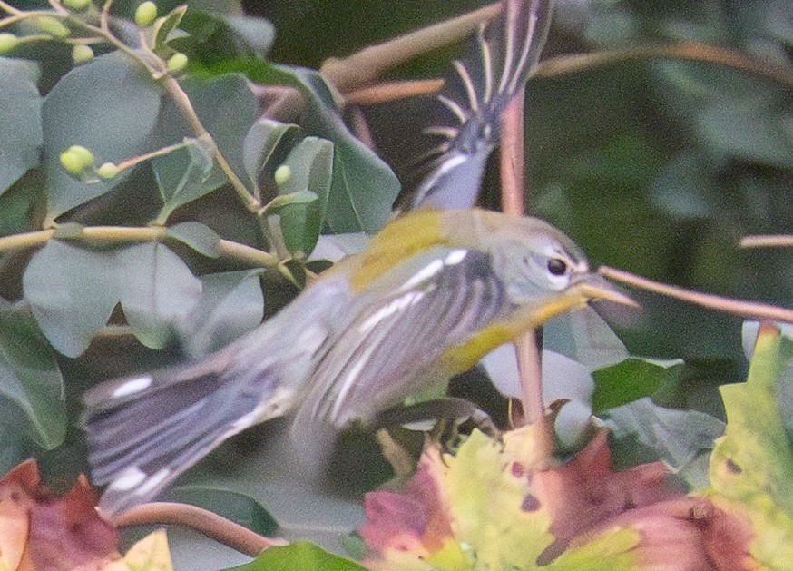 Nashville Warbler - ML624149771