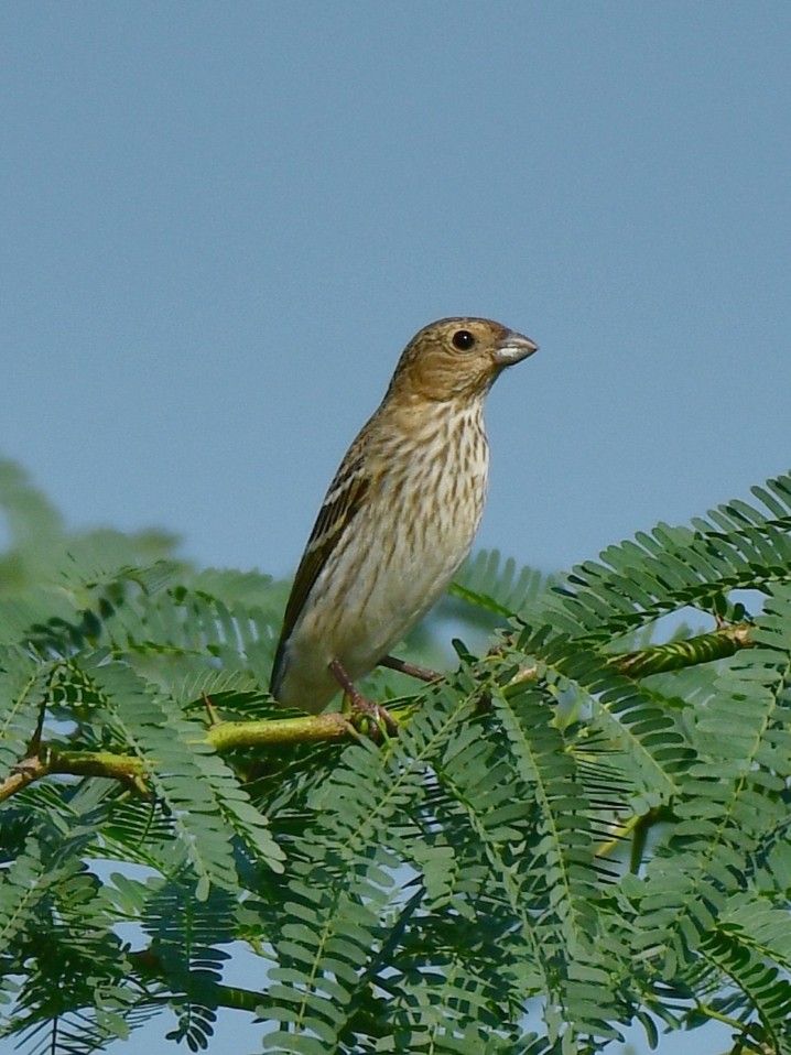 Red-headed Bunting - ML624149772