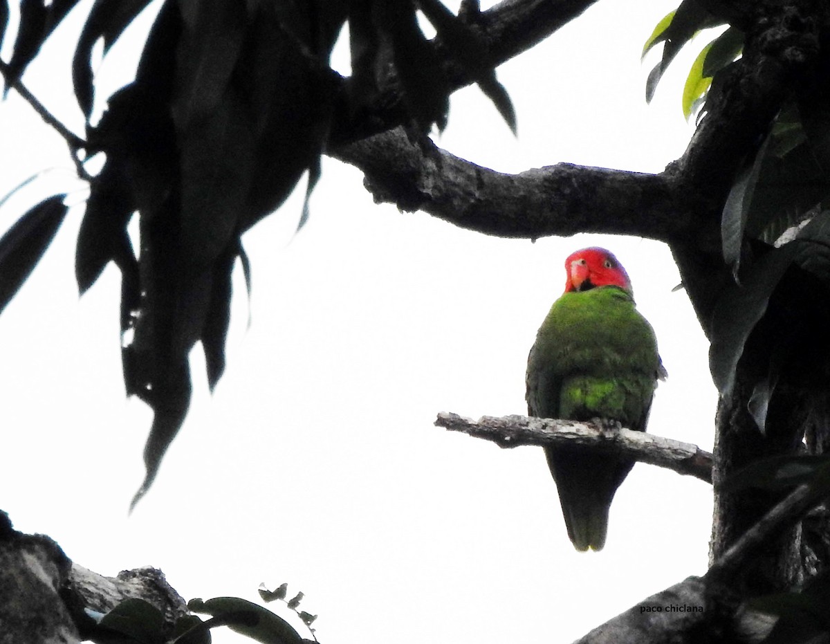 Red-cheeked Parrot - ML624149773