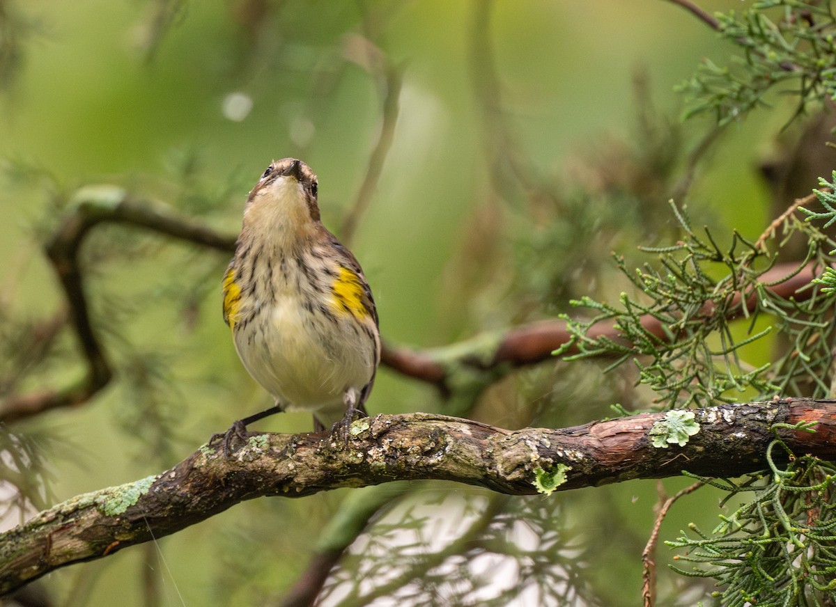 Yellow-rumped Warbler - ML624149774