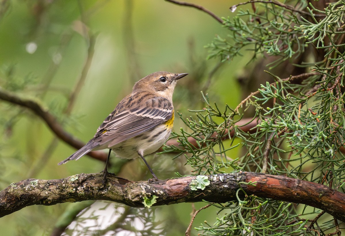 Yellow-rumped Warbler - ML624149775