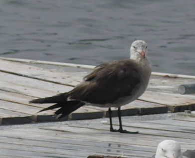 Heermann's Gull - Duncan Wiseman