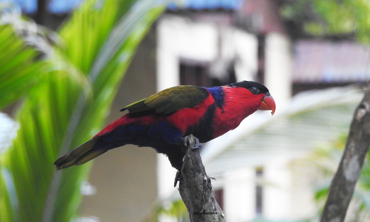 Black-capped Lory - ML624149777