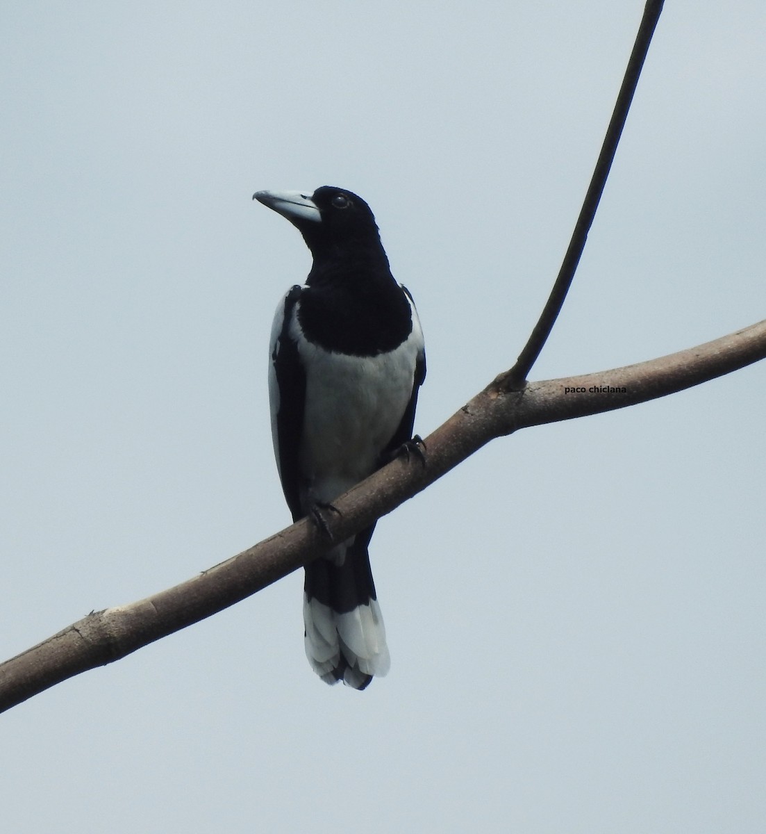 Hooded Butcherbird - Paco Chiclana