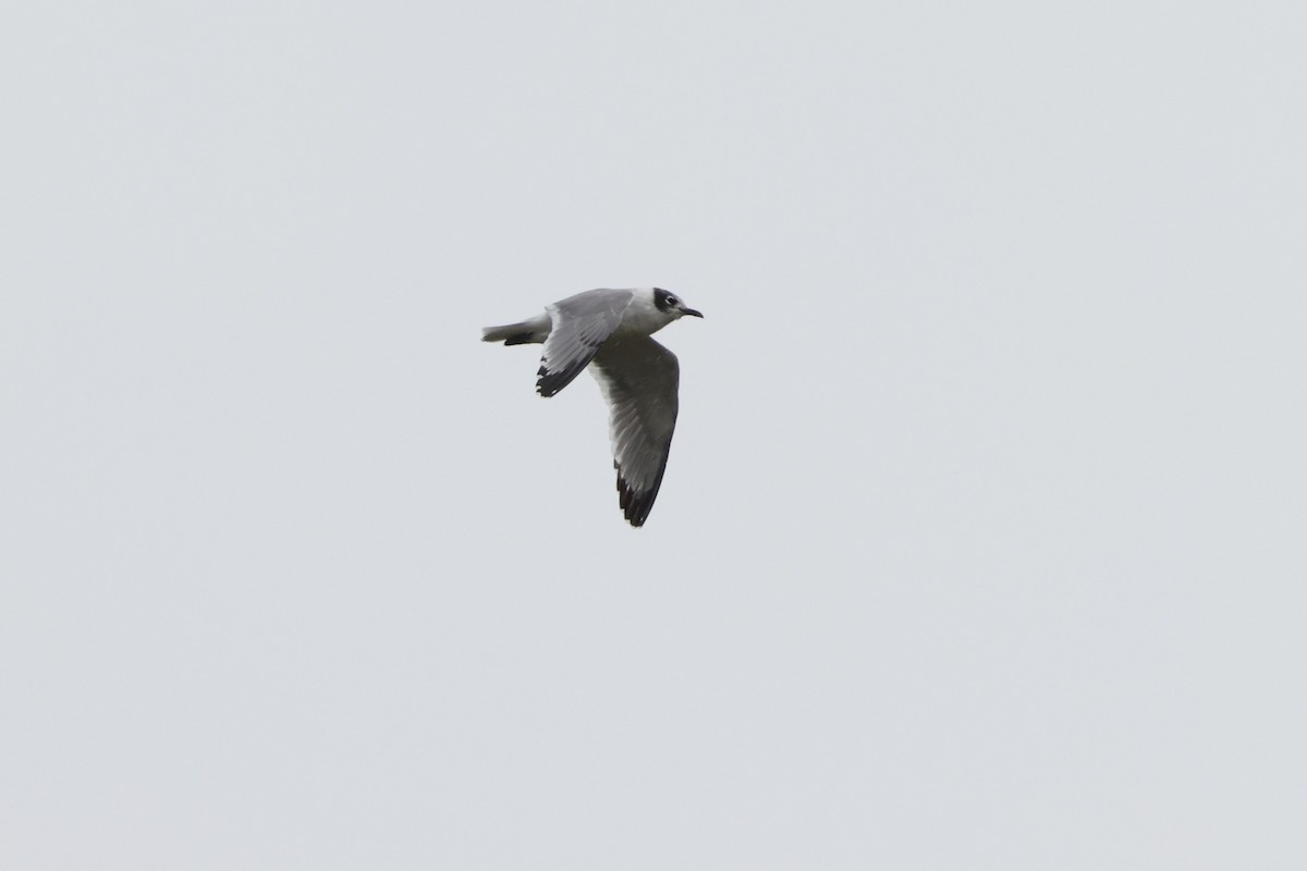 Franklin's Gull - ML624149779