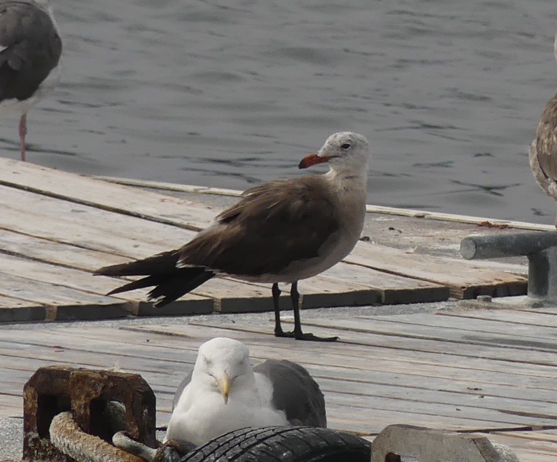 Heermann's Gull - ML624149781