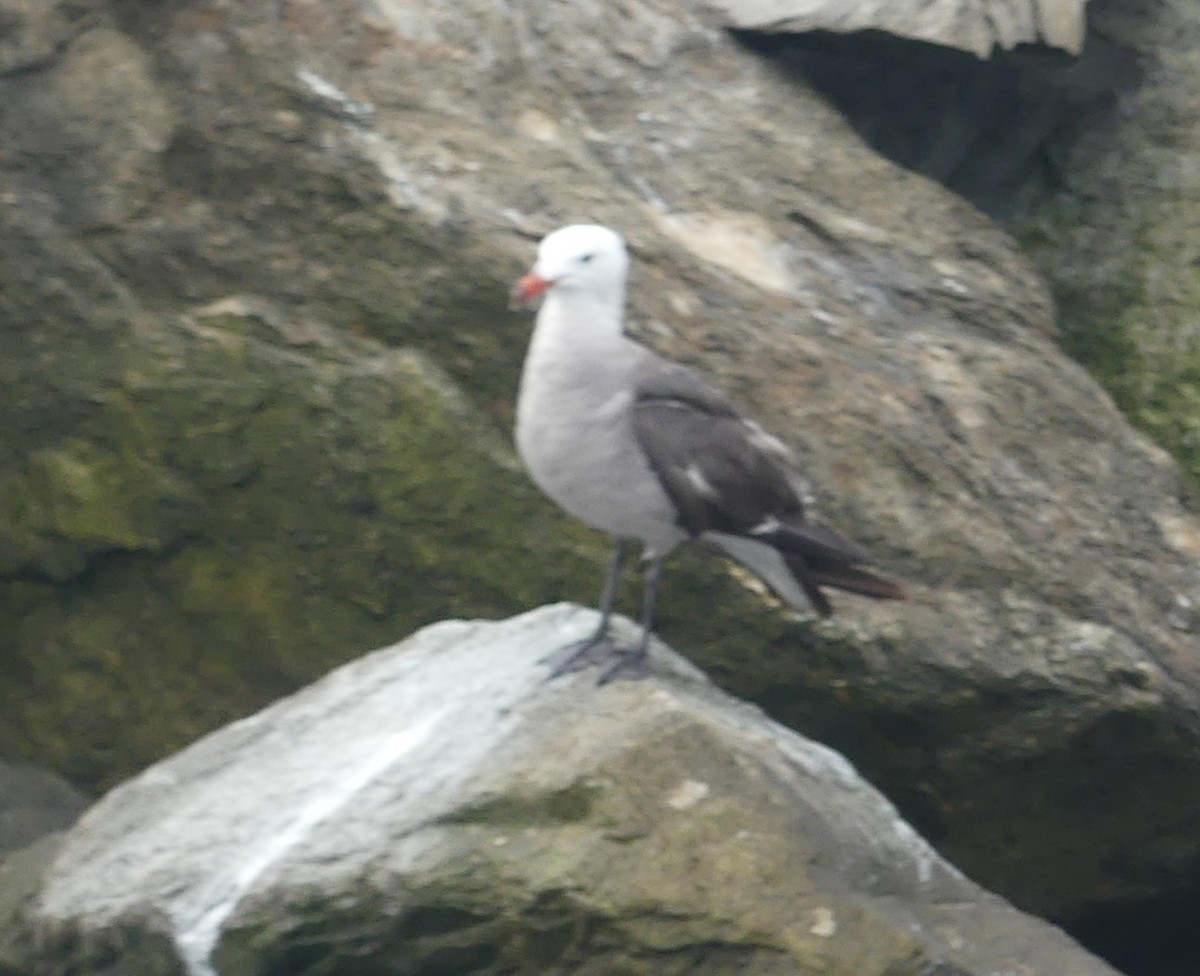 Heermann's Gull - ML624149782