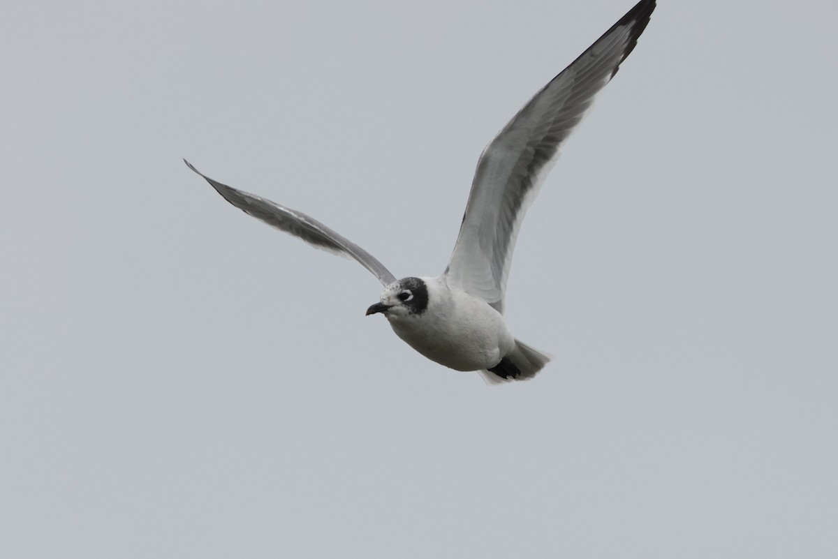 Franklin's Gull - Brad Carlson