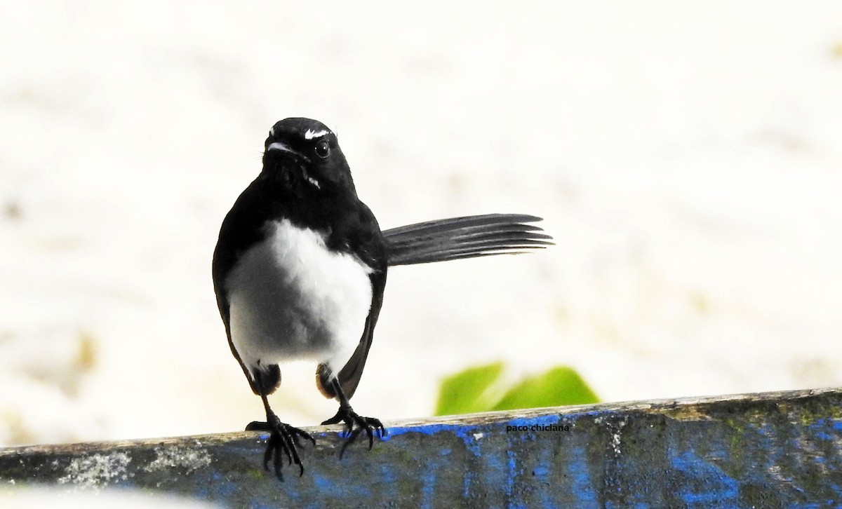 Willie-wagtail - ML624149785